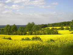 Hecken in der Ackerflur